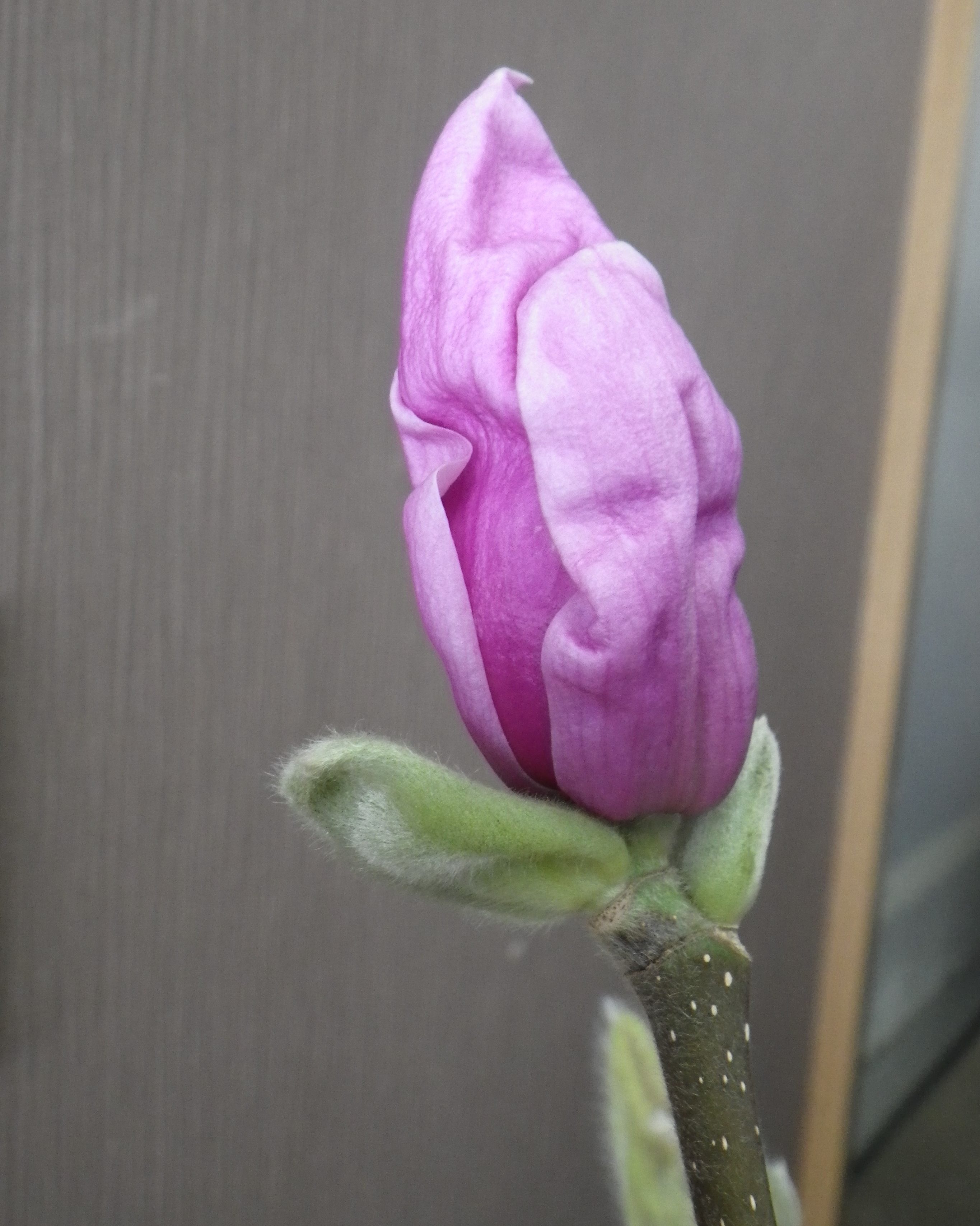 花びらが緩み始めたサラサモクレンのアップの2月10日の画像