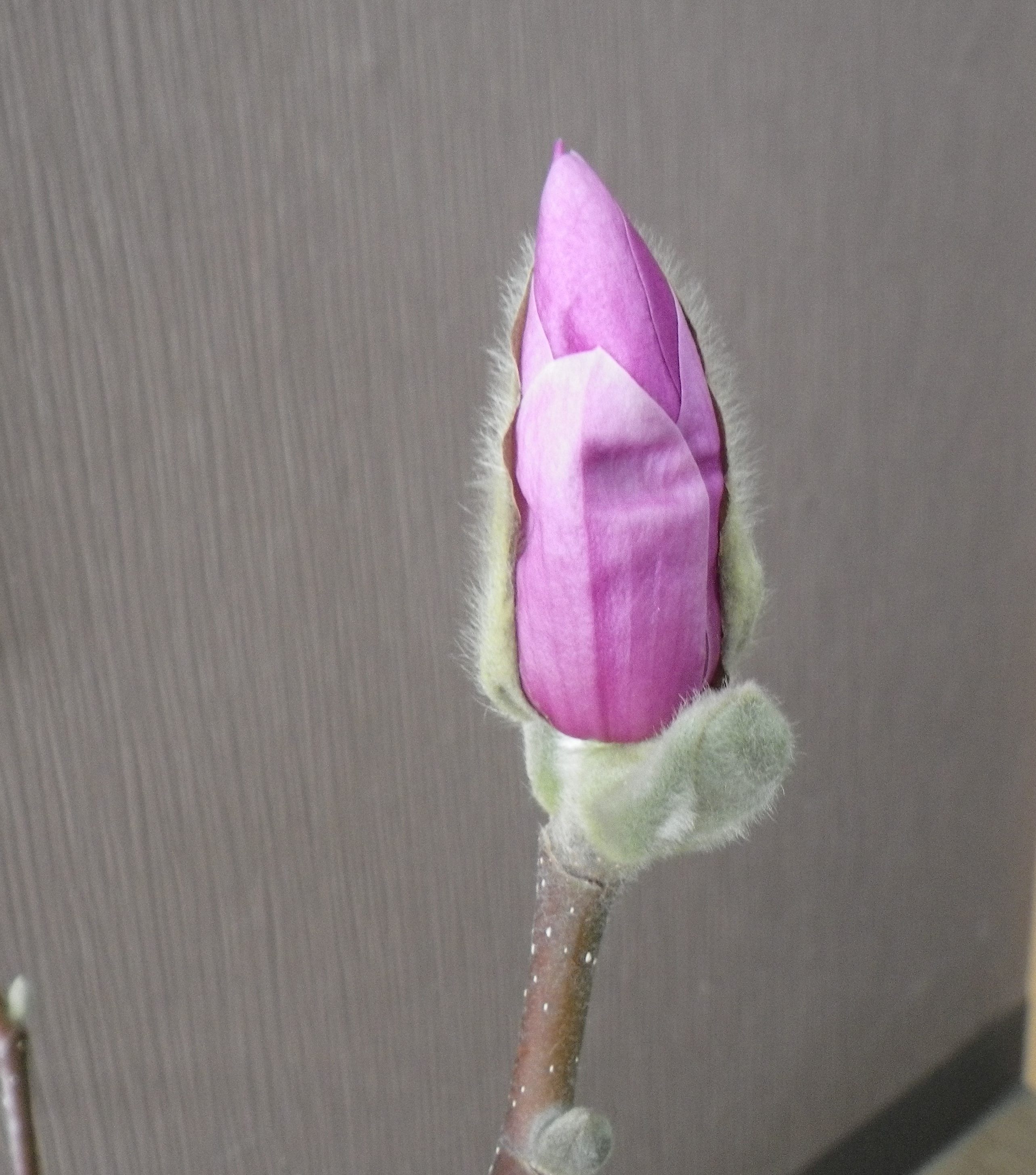 花びらが緩み始めたサラサモクレン2月8日のアップの画像