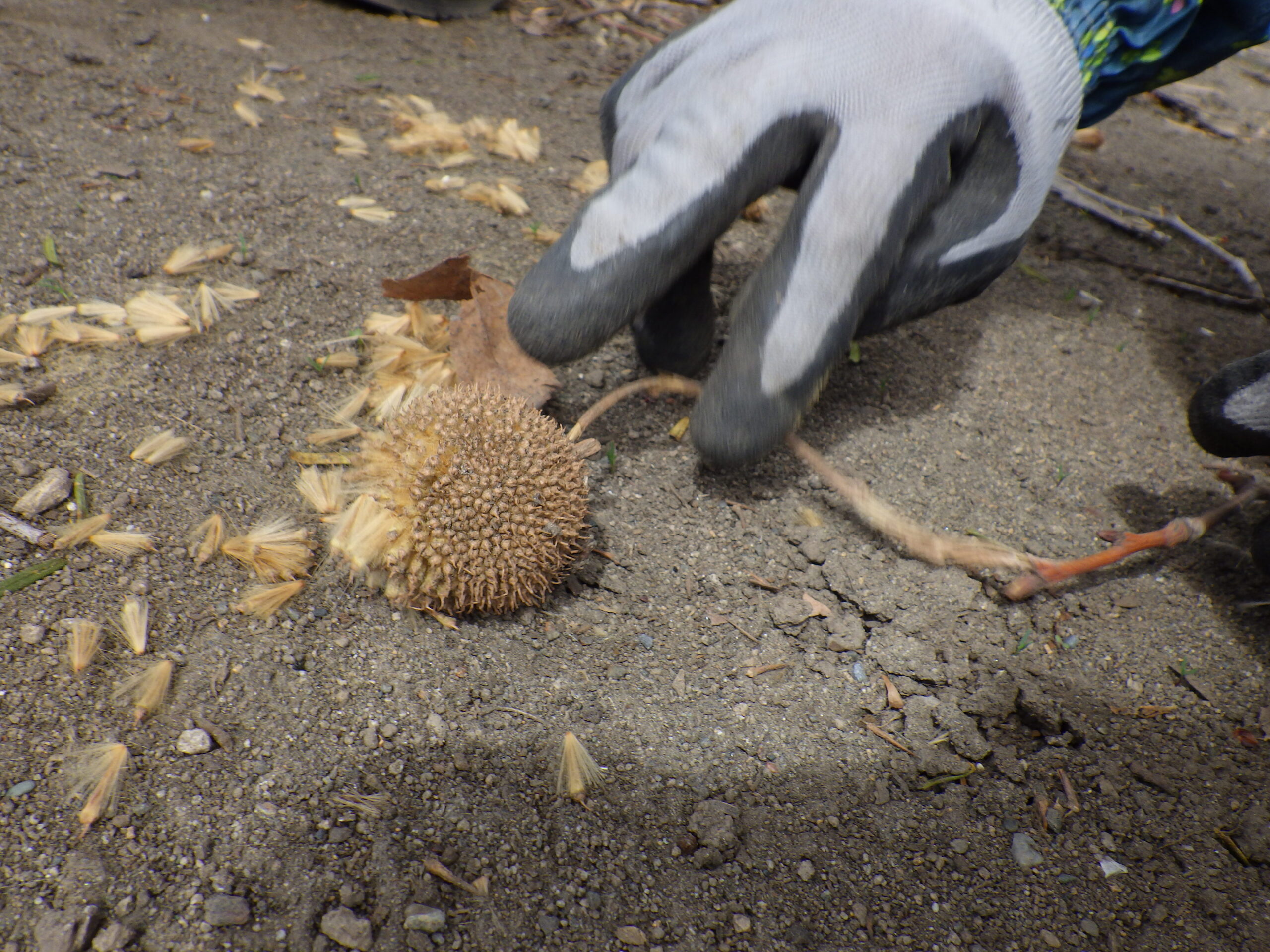 0406プラタナスの種
