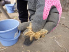 0406プラタナスの種