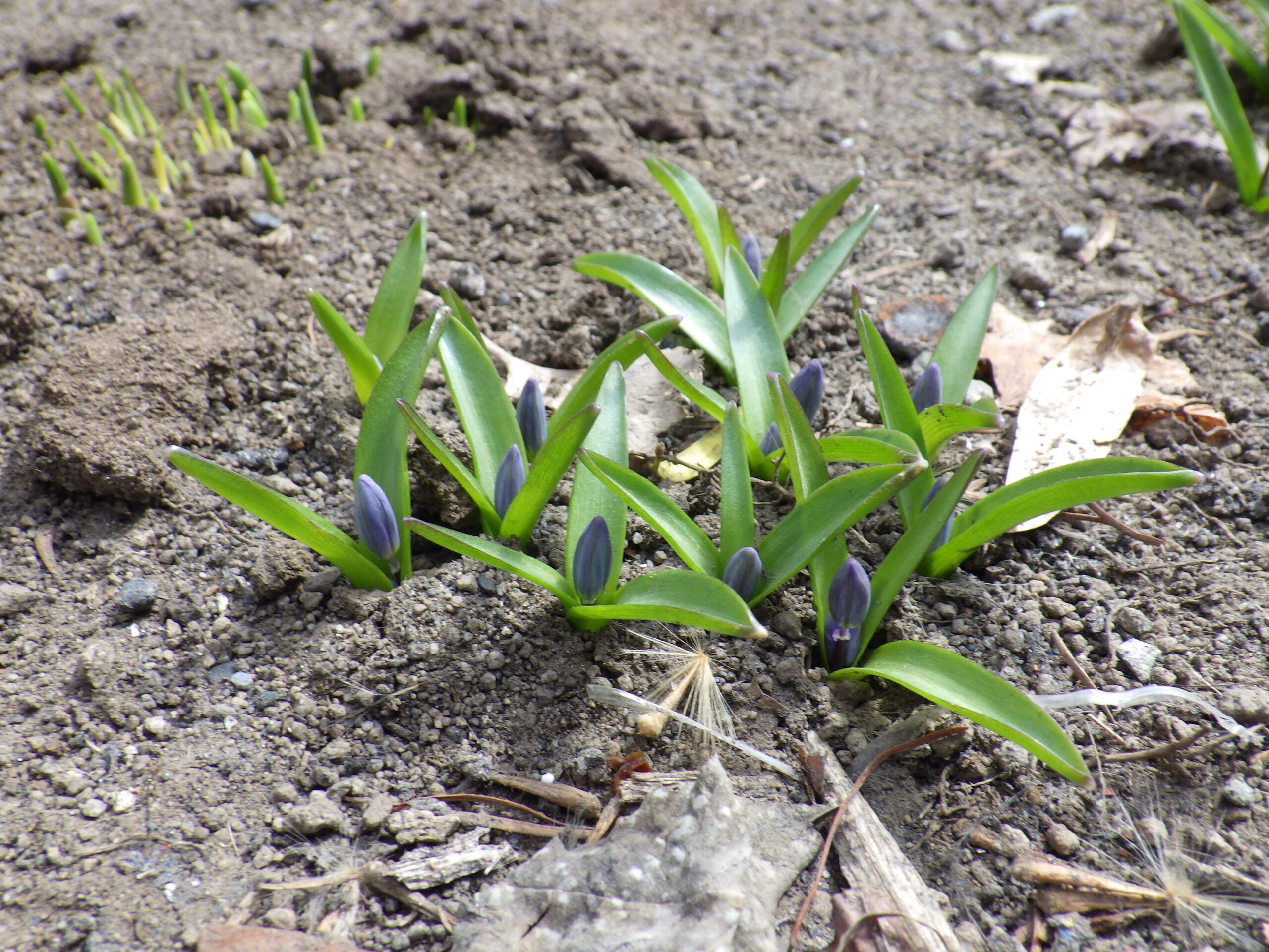 0406花壇ボランティア