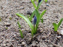 0406花壇ボランティア