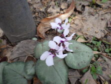 0406花壇ボランティア