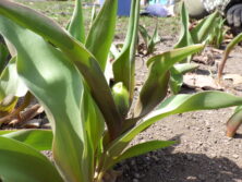 0406チューリップの蕾