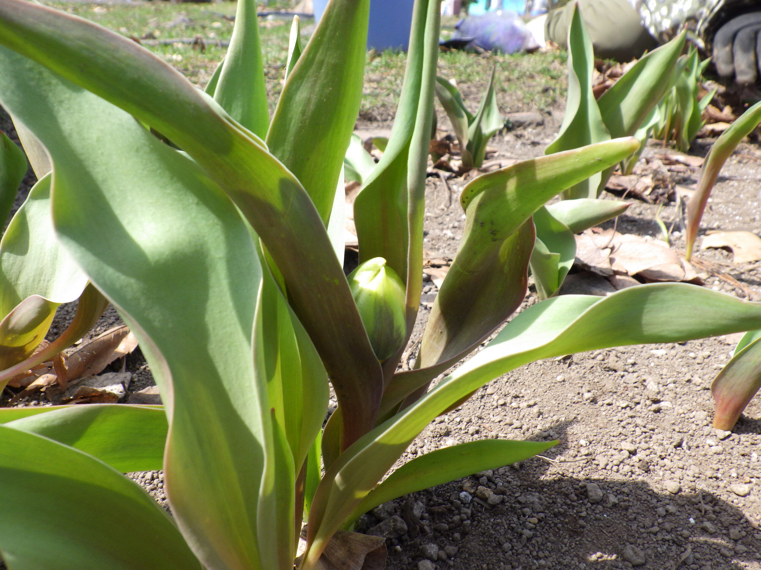 0406チューリップの蕾