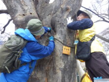 0414樹名板取り付け