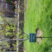 ポッカサッポロさんから寄贈されたライラック用の樹名板