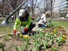 0420花壇ボランティア