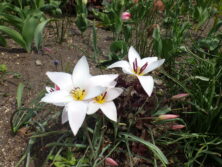 0427原種系チューリップ