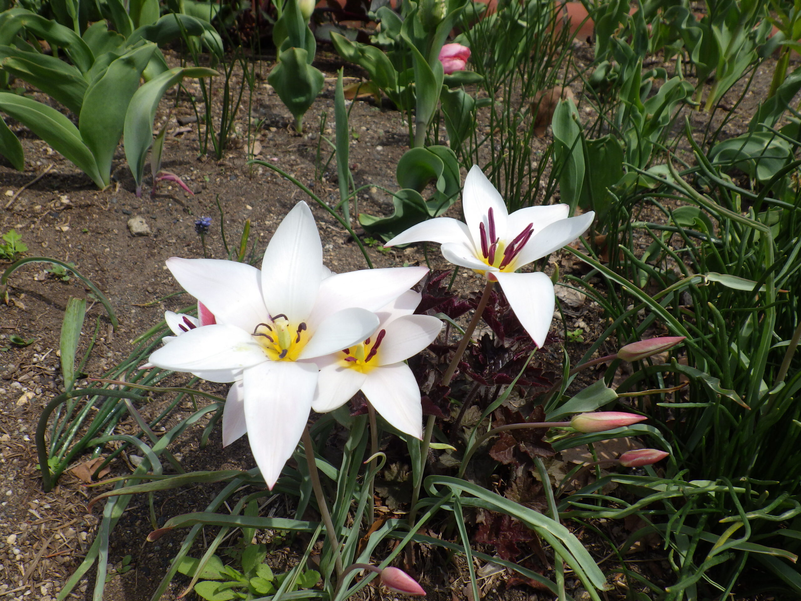 0427原種系チューリップ