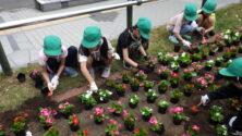 小学校花植えボランティア