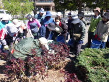 0429バラボランティア