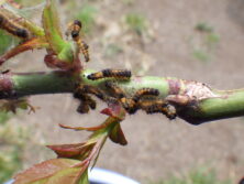 0429ドクガの幼虫