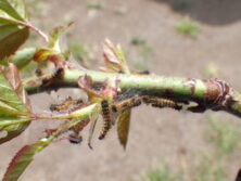 0429ドクガの幼虫