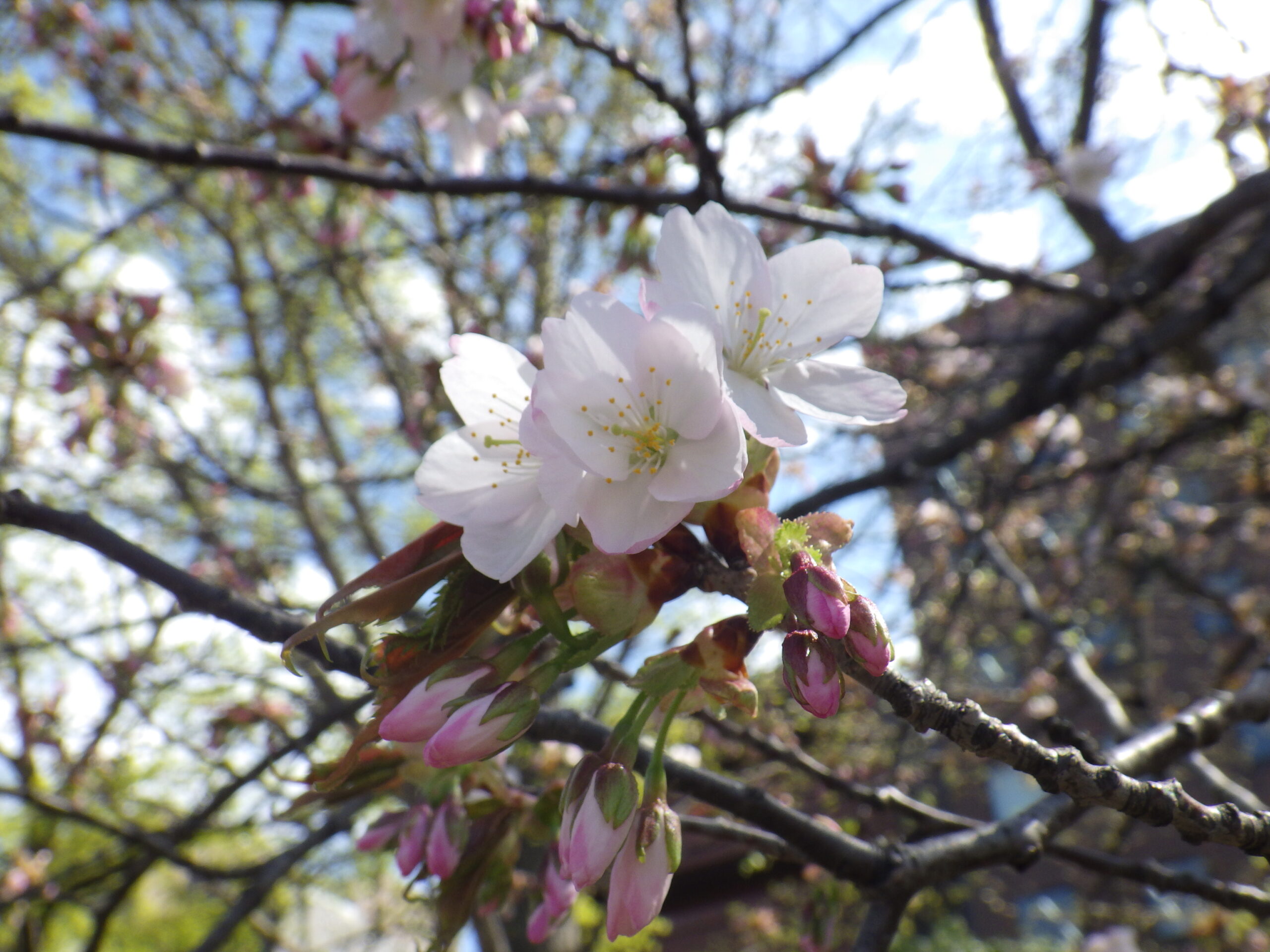 西11丁目カスミザクラ開花