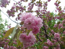 西7丁目サトザクラ