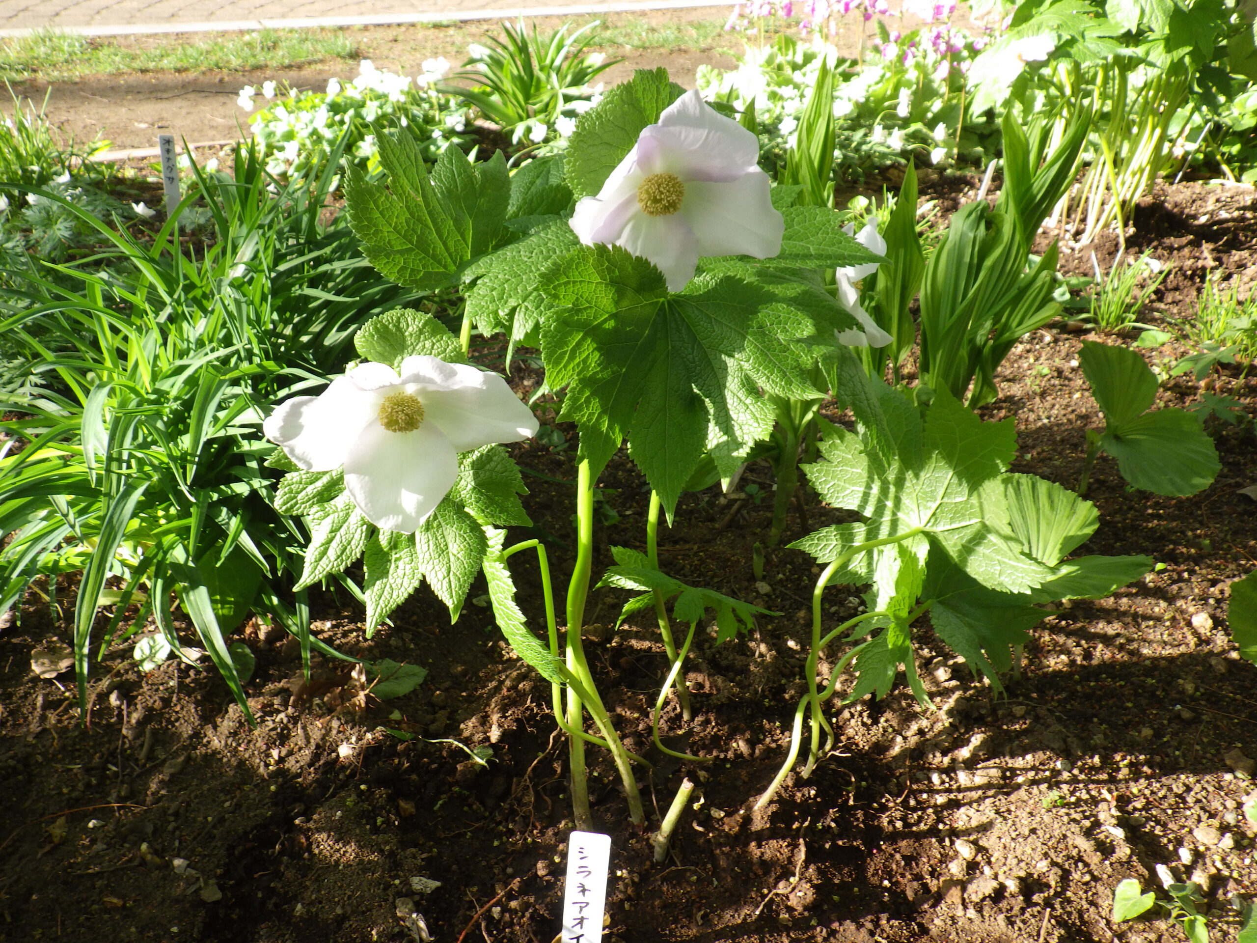 西6丁目山野草花壇シラネアオイ