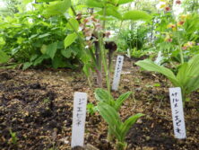 西6丁目南側山野草花壇