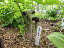西6丁目南側山野草花壇