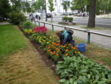 0624花壇ボランティア夏花壇植込み