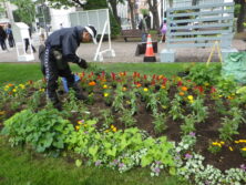 0624花壇ボランティア夏花壇植込み