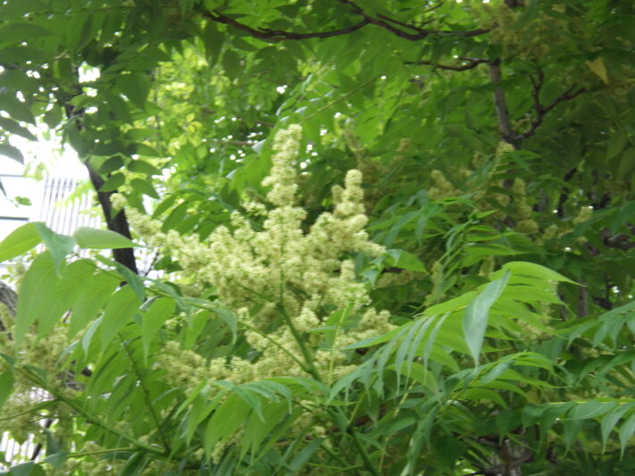 0630西1丁目シンジュの花