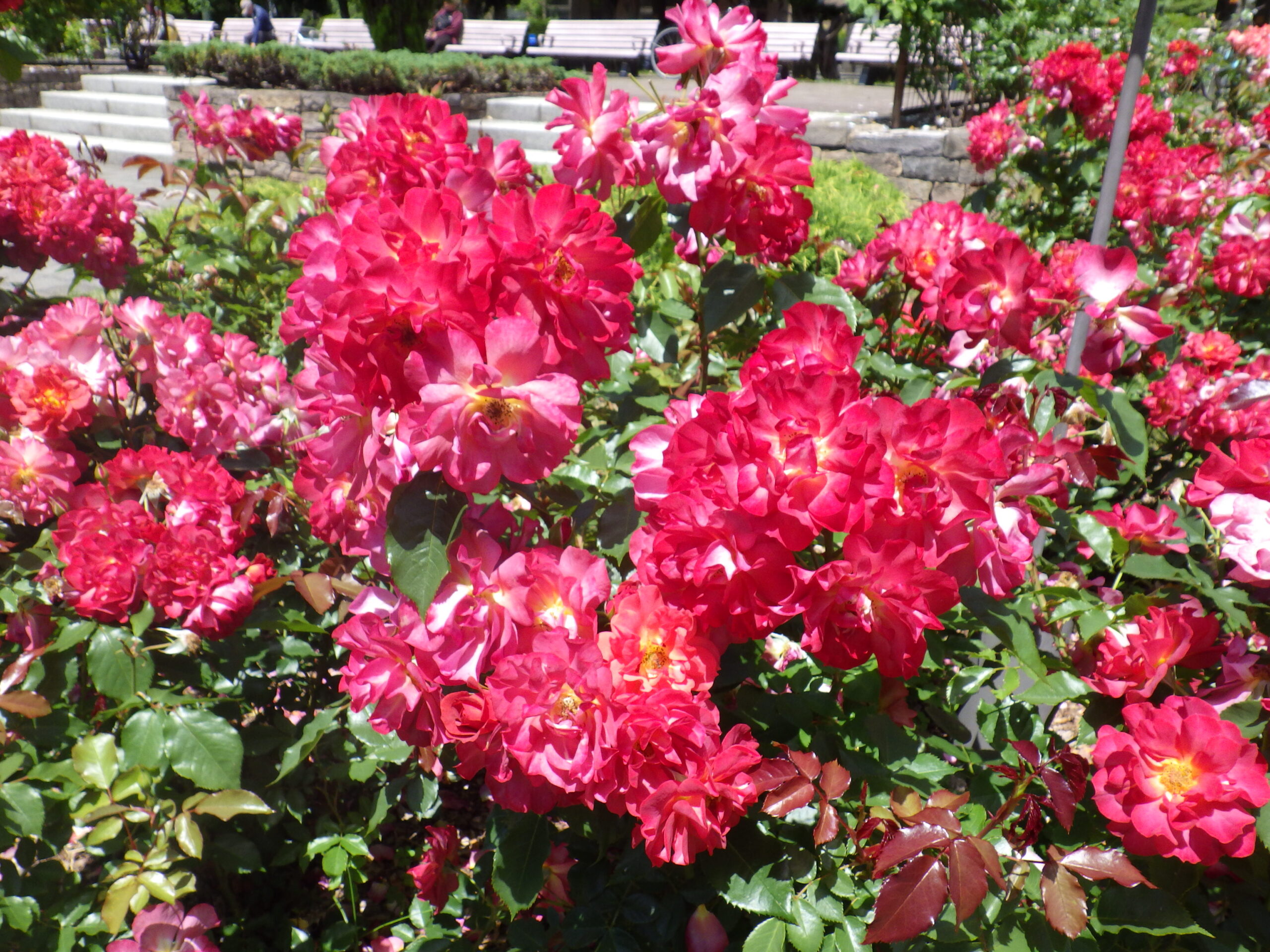 0630コンクール花壇とバラ園ツアー