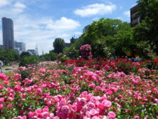 0630コンクール花壇とバラ園ツアー