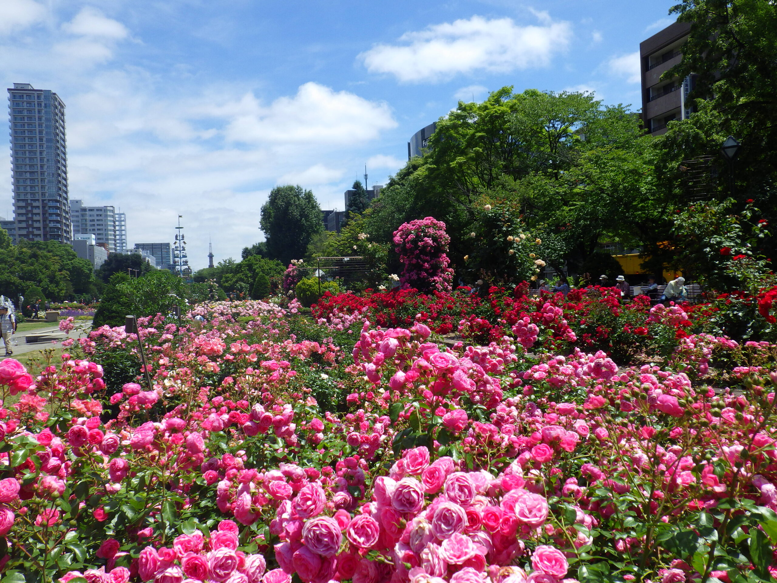 0630コンクール花壇とバラ園ツアー