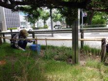 0706花壇ボランティア