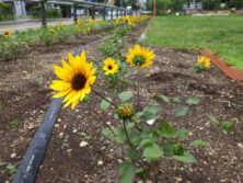 0709西3丁目西側ボーダー花壇
