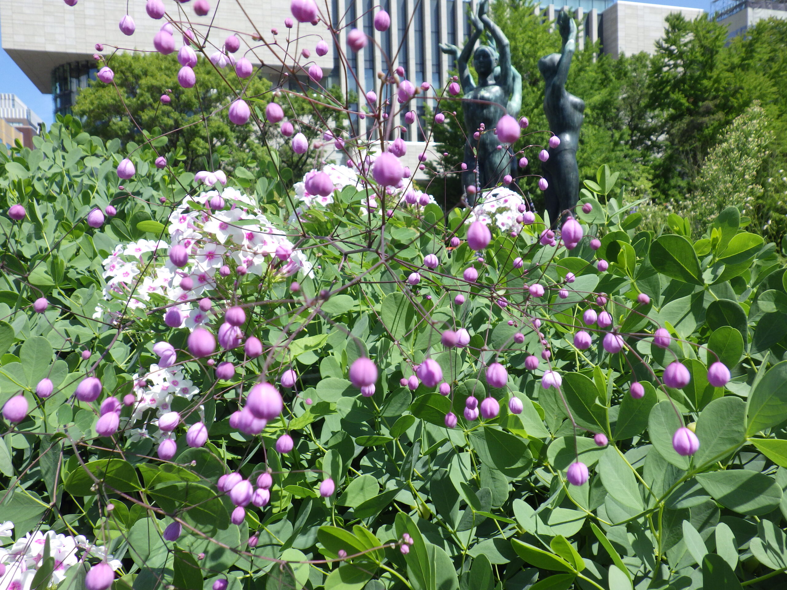 0727花壇ボランティア