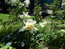 0727花壇ボランティア