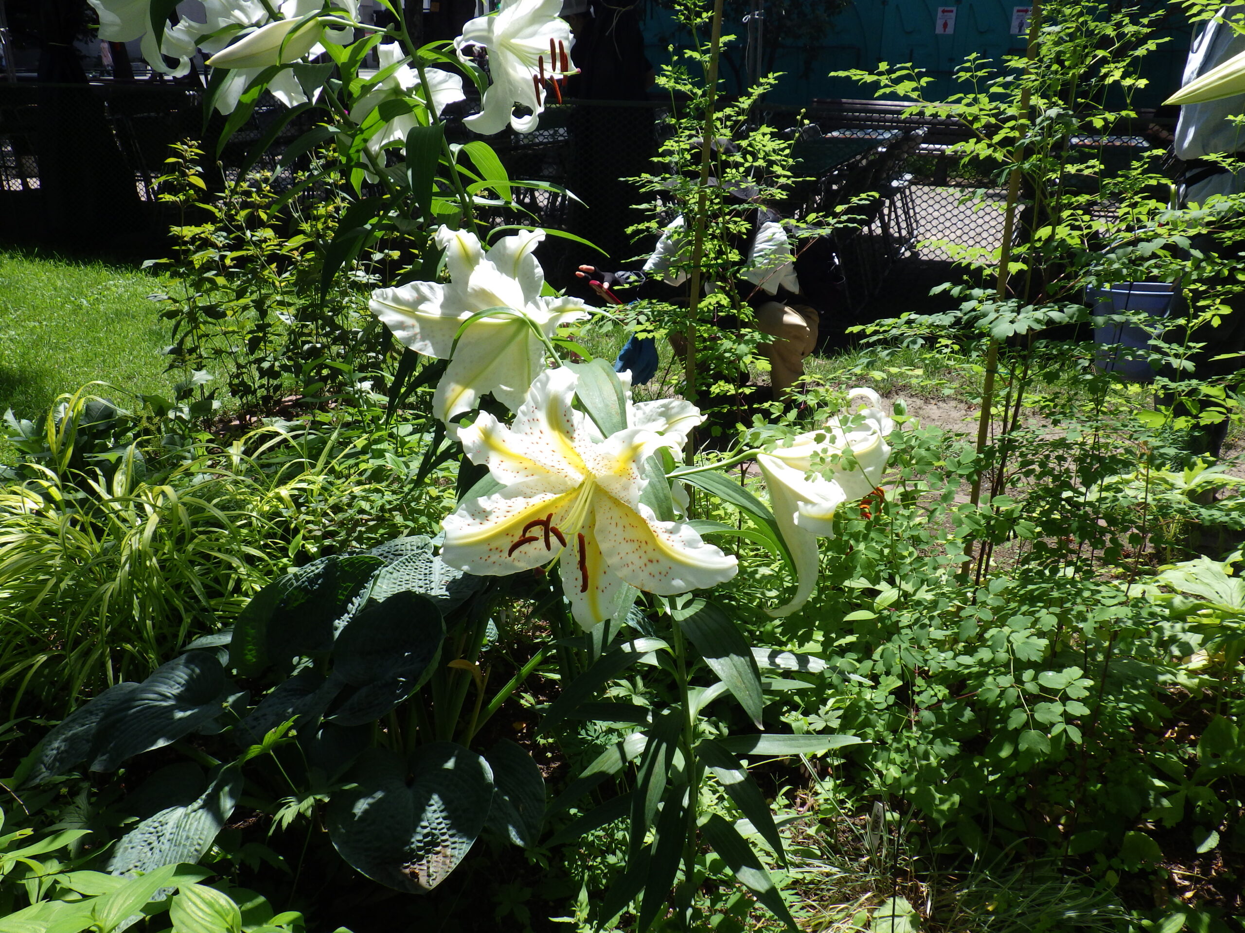 0727花壇ボランティア