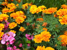 0810花壇ボランティア