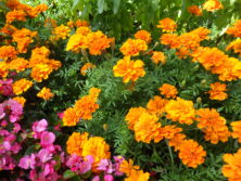 0810花壇ボランティア
