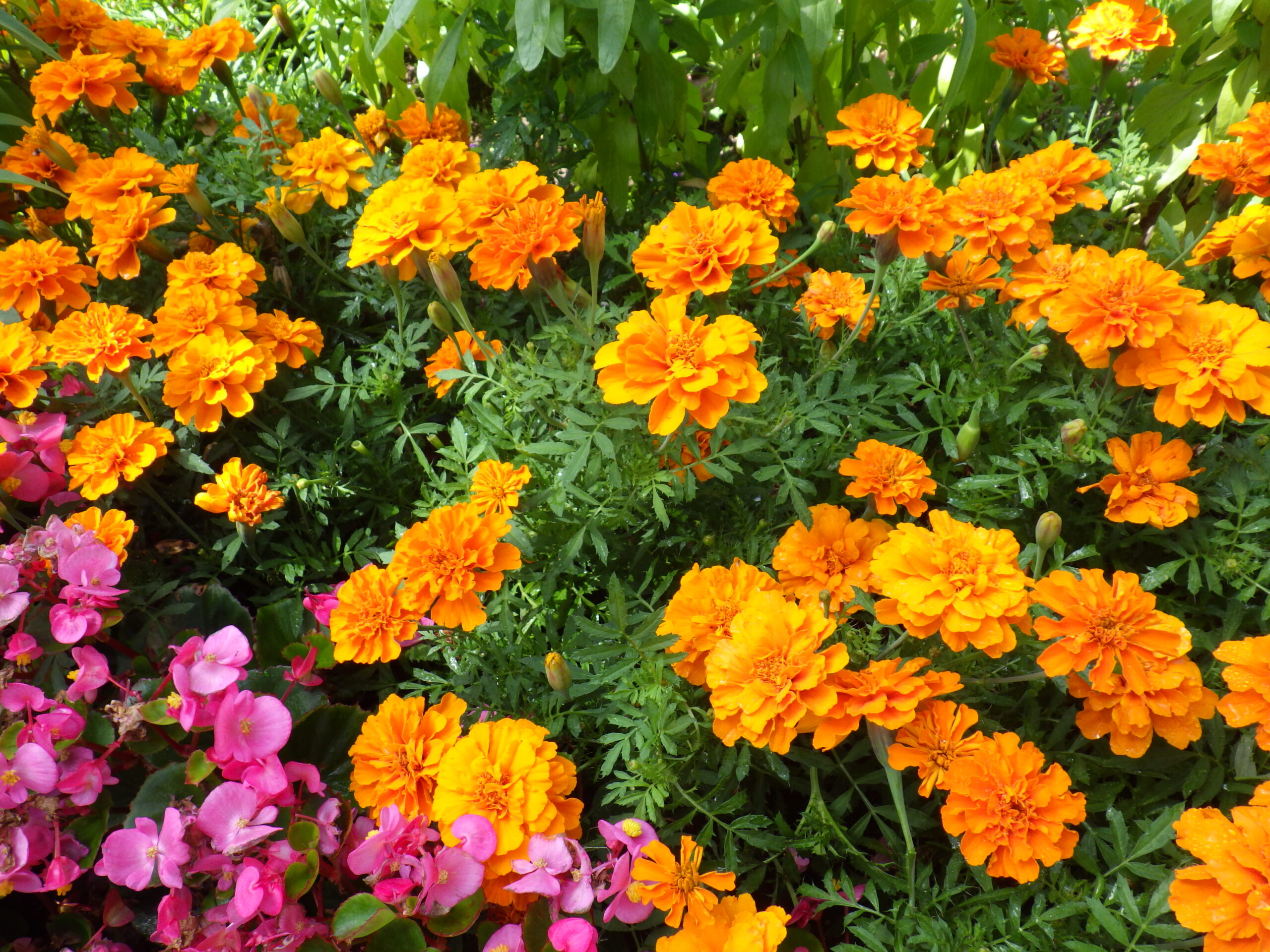 0810花壇ボランティア