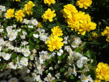 0810花壇ボランティア