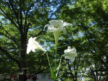 0810花壇ボランティア