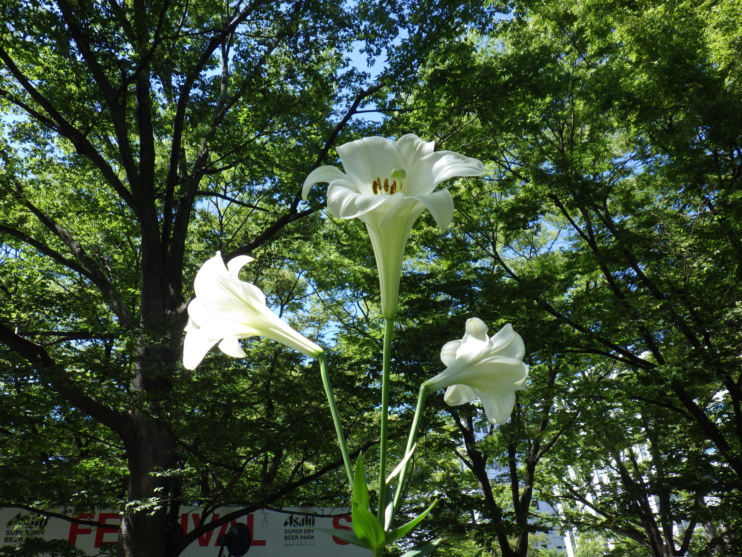 0810花壇ボランティア