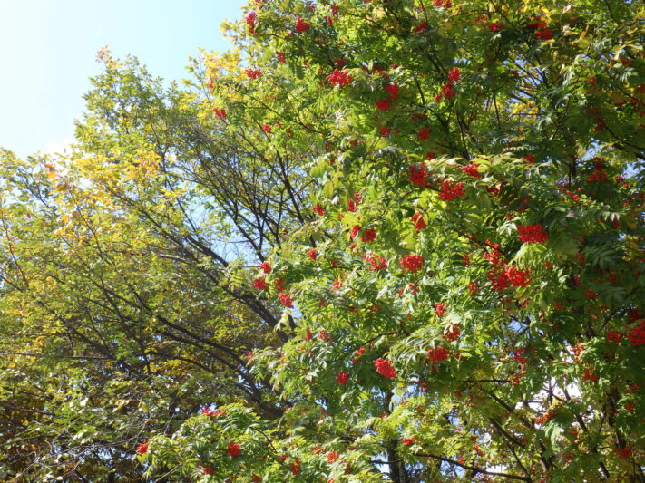 10月9日園内の紅葉