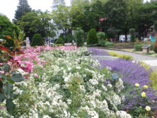 6月の満開の修景バラ