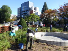 1023修景バラの枝切り