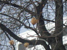 西7丁目北側のユリノキの果実の近景の画像