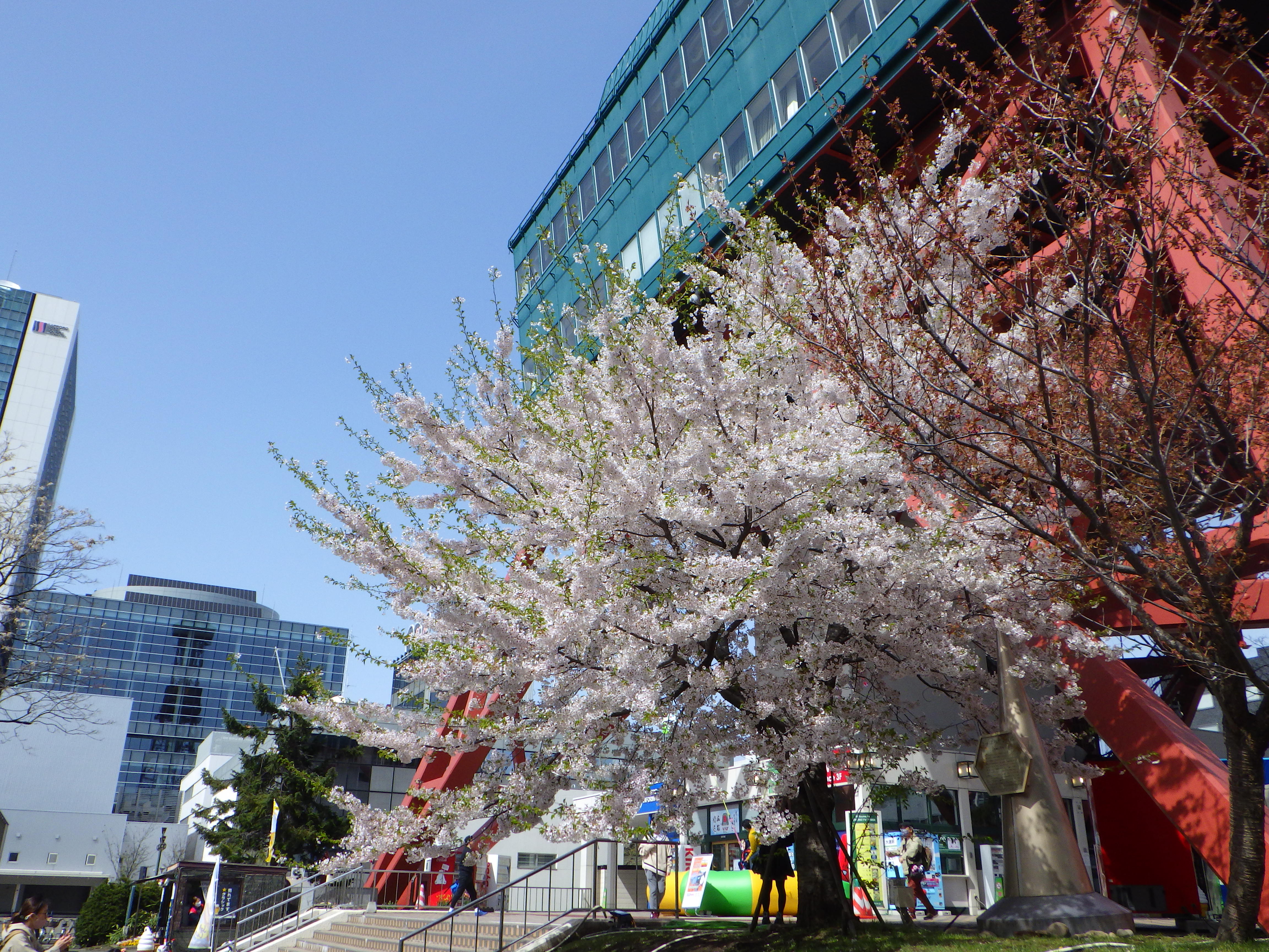 5月テレビ塔下桜の木