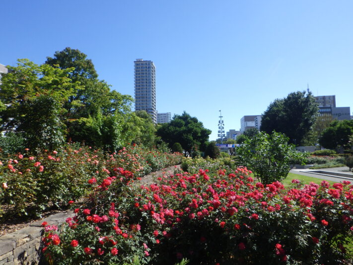 0904西12丁目バラ園