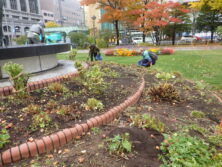 1028チューリップ球根の植込み