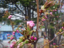 西3丁目チシマザクラ