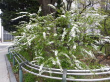 0502西4丁目ユキヤナギ