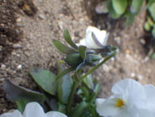 0508花後の種
